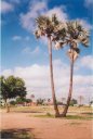 Makalani palm tree, Ohangwena, Namibia, 1995