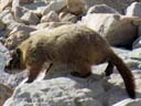 marmot, Snowy Range, Wyoming, 2019