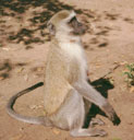 monkey, Victoria Falls, Zimbabwe, 1995