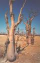 upside down trees, Etosha National Park, Okaukuejo, Namibia, 1997