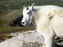 mountain goat, Mount Evans, Colorado, 2012