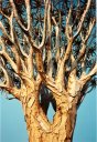 quiver tree, Kokerboomwoud, Keetmanshoop, Namibia, 1997