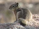 ground squirrel near Lily Lake, Rocky Mountain National Park, Colorado, 2018
