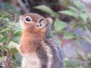 ground squirrel, Rocky Mountain National Park, Colorado, 2019