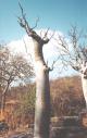 stub of a tree, Etosha National Park, Halali, Namibia, 1997