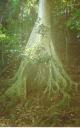 tree trunk, Man, Cote D'Ivoire, 1996