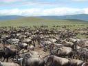 wildebeest herd, Ngorongoro, Tanzania, 2008