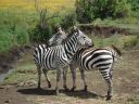 two zebras, Ngorongoro, Tanzania, 2008